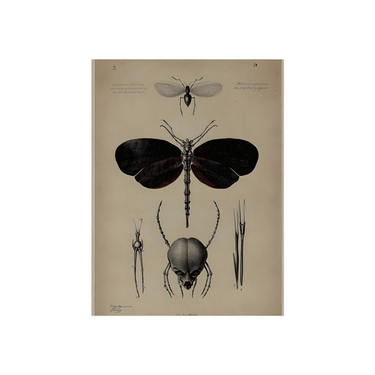 Anatomy of a Night Moth, art print, view 2