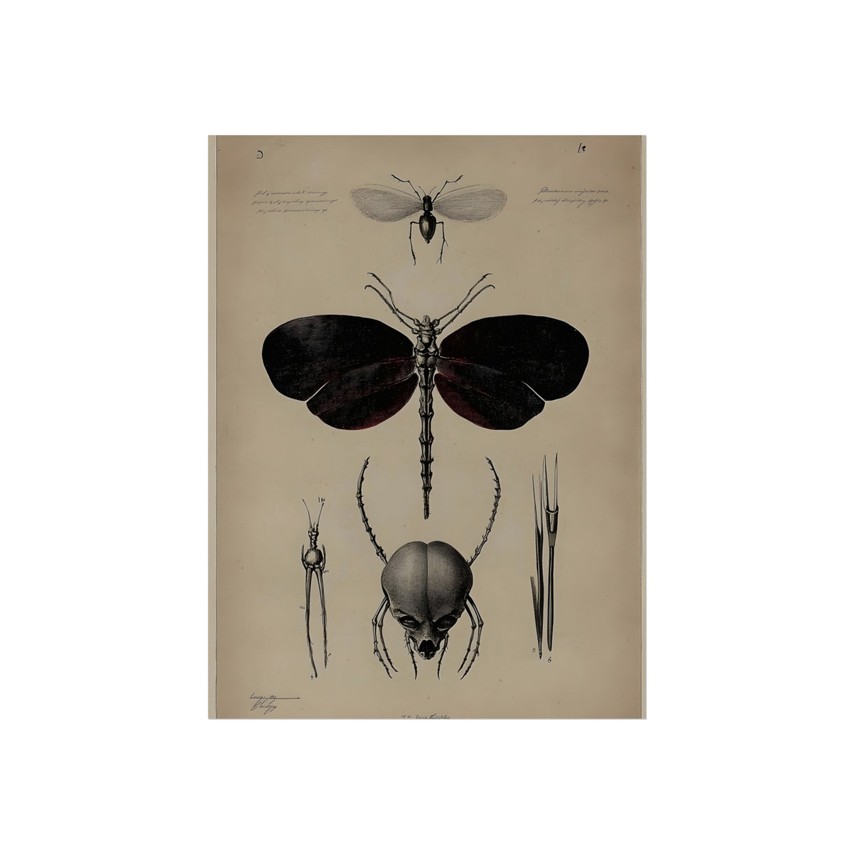 Anatomy of a Night Moth, art print, view 2