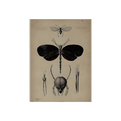 Anatomy of a Night Moth, art print, view 2