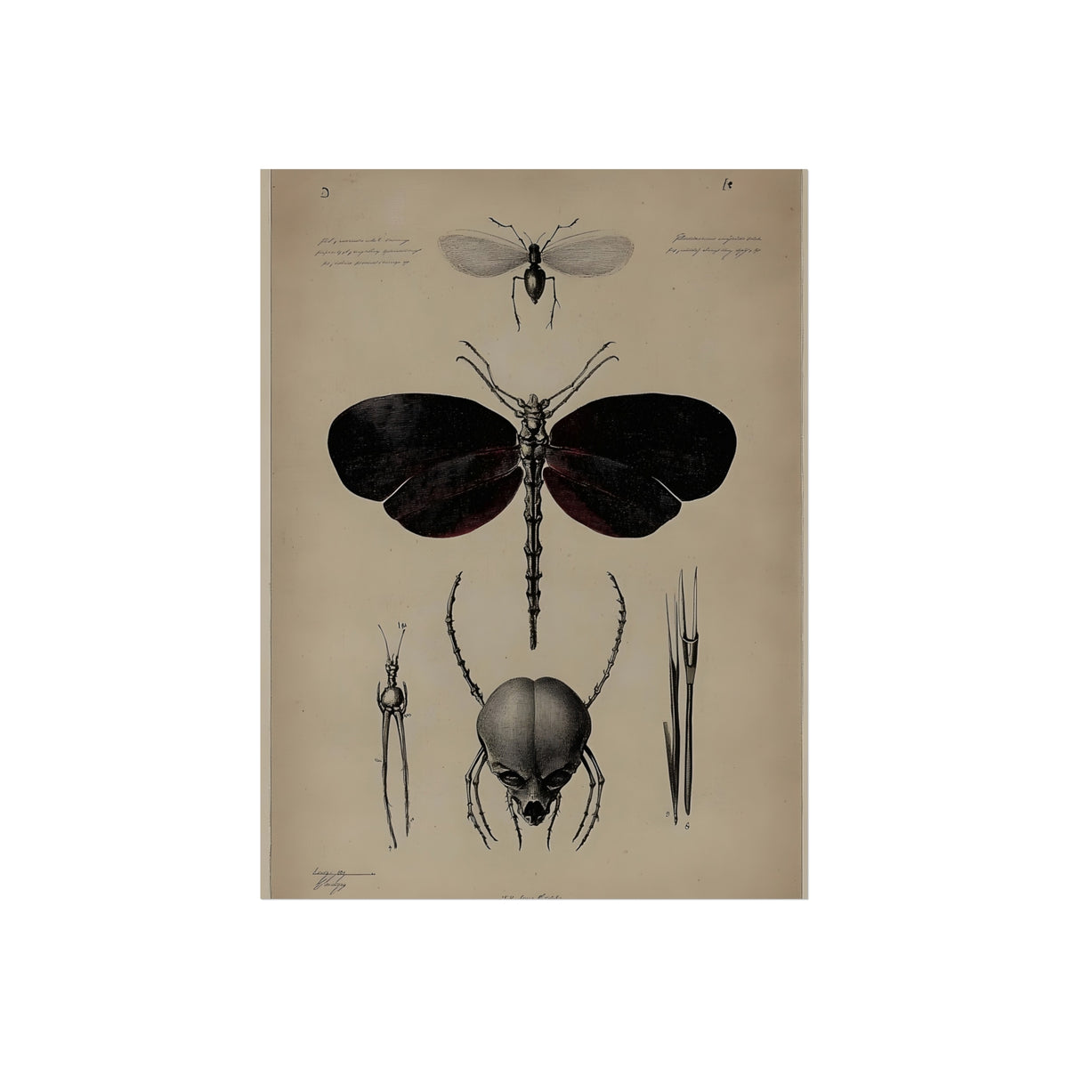 Anatomy of a Night Moth, art print, view 3