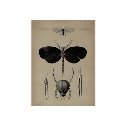 Anatomy of a Night Moth, art print, view 3