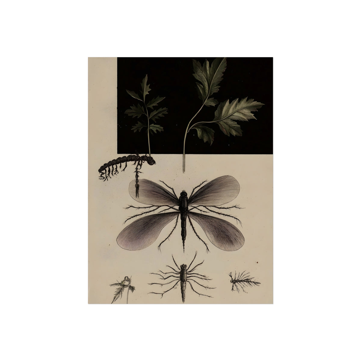 Field Study in Black, art print, view 2