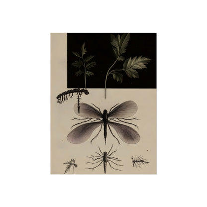 Field Study in Black, art print, view 4