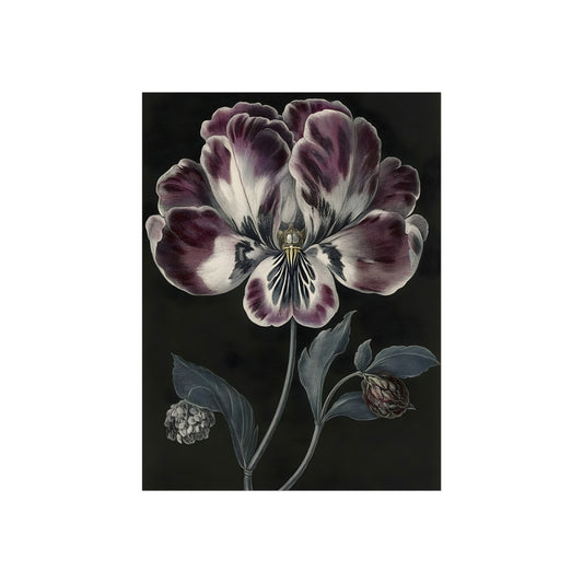 Violet Bloom in Darkness, art print, view 2